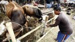Pedagang Hewan Kurban Mulai Marak