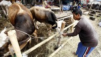 Meski Hari Raya Idul Adha masih lama para pedagang mulai menjual hewan kurban.