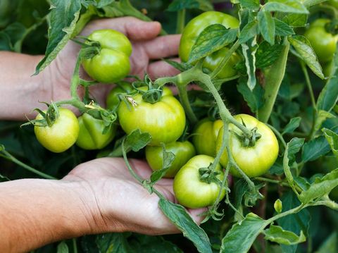 Kulit tomat hijau kaya akan tomatidine.
