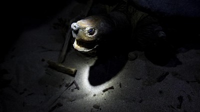 Mencari Tuntong Laut Aceh, Salah Satu Reptil Terlangka di Dunia