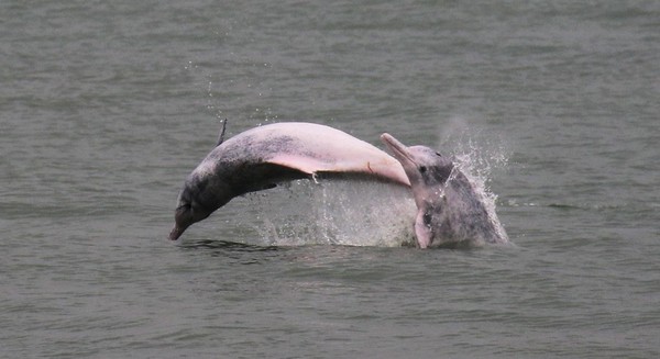 Foto: Proyek tersebut akan melibatkan 650 hektar lahan reklamasi yang secara signifikan mengurangi habitat lumba-lumba pink dan selanjutnya membatasi ruang gerakan mereka (Foto: Dok. BBC Travel) Foto: Proyek tersebut akan melibatkan 650 hektar lahan reklamasi yang secara signifikan mengurangi habitat lumba-lumba pink dan selanjutnya membatasi ruang gerakan mereka (Foto: Dok. BBC Travel)