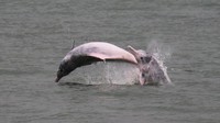 Foto: Proyek tersebut akan melibatkan 650 hektar lahan reklamasi yang secara signifikan mengurangi habitat lumba-lumba pink dan selanjutnya membatasi ruang gerakan mereka (Foto: Dok. BBC Travel)