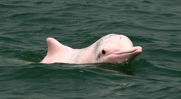 Foto: Yang bikin miris, para nelayan yang menawarkan paket wisata melihat lumba-lumba pink ternyata dianggap membahayakan (Foto: Dok. BBC Travel) Foto: Yang bikin miris, para nelayan yang menawarkan paket wisata melihat lumba-lumba pink ternyata dianggap membahayakan (Foto: Dok. BBC Travel)