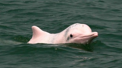 Foto: Lumba-lumba Pink yang Terancam Punah