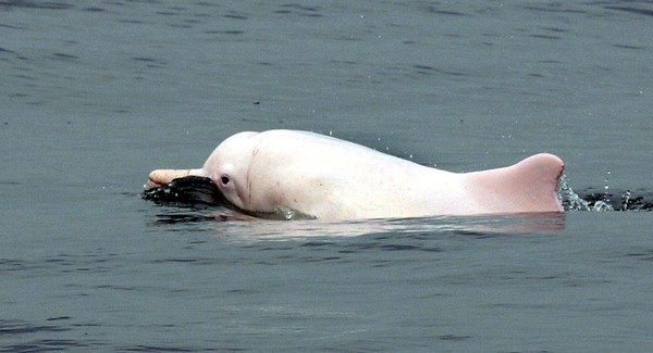 Foto: Hong Kong Dolphin Conservation Society mengungkapkan fakta lain. Pembangunan jembatan 50 km yang menghubungkan Hong Kong-Zhuhai-Macau bakal merusak pantai dan menancapkan tiang-tiang ke dasar laut yang ujung-ujungnya menyebabkan habitat lumba-lumba pink akan hilang (Foto: Dok. BBC Travel) Foto: Hong Kong Dolphin Conservation Society mengungkapkan fakta lain. Pembangunan jembatan 50 km yang menghubungkan Hong Kong-Zhuhai-Macau bakal merusak pantai dan menancapkan tiang-tiang ke dasar laut yang ujung-ujungnya menyebabkan habitat lumba-lumba pink akan hilang (Foto: Dok. BBC Travel)
