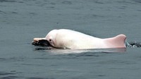 Foto: Hong Kong Dolphin Conservation Society mengungkapkan fakta lain. Pembangunan jembatan 50 km yang menghubungkan Hong Kong-Zhuhai-Macau bakal merusak pantai dan menancapkan tiang-tiang ke dasar laut yang ujung-ujungnya menyebabkan habitat lumba-lumba pink akan hilang (Foto: Dok. BBC Travel)