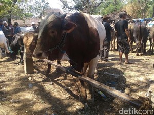 Jelang Idul Adha Harga Sapi Naik di Rembang
