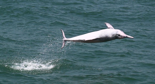 Foto: World Wildlife Foundation (WWF) dan Hong Kong Dolphin Conservation Society tidak tinggal diam. Program kampanye pelestarian lumba-lumba pink terus dilakukan tiap tahun (Foto: Dok. BBC Travel) Foto: World Wildlife Foundation (WWF) dan Hong Kong Dolphin Conservation Society tidak tinggal diam. Program kampanye pelestarian lumba-lumba pink terus dilakukan tiap tahun (Foto: Dok. BBC Travel)