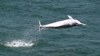Foto: World Wildlife Foundation (WWF) dan Hong Kong Dolphin Conservation Society tidak tinggal diam. Program kampanye pelestarian lumba-lumba pink terus dilakukan tiap tahun (Foto: Dok. BBC Travel)