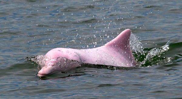Foto: Kenapa? Sebab, tidak ada batasan untuk melihatnya di mana turis bebas kapan saja berlayar di atas perairan. Hal itu diyakini bisa membuat lumba-lumba pink menjadi stress (Foto: Dok. BBC Travel) Foto: Kenapa? Sebab, tidak ada batasan untuk melihatnya di mana turis bebas kapan saja berlayar di atas perairan. Hal itu diyakini bisa membuat lumba-lumba pink menjadi stress (Foto: Dok. BBC Travel)