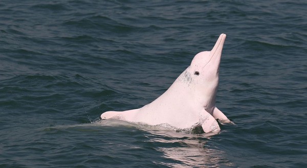 Foto: Bahkan, pemerintah Hong Kong juga bakal membuat landasan pesawat baru di dekat Bandara Internasional Hong Kong di Pulau Lantau. Pulau yang menjadi habitat utama lumba-lumba pink (Foto: Dok. BBC Travel) Foto: Bahkan, pemerintah Hong Kong juga bakal membuat landasan pesawat baru di dekat Bandara Internasional Hong Kong di Pulau Lantau. Pulau yang menjadi habitat utama lumba-lumba pink (Foto: Dok. BBC Travel)
