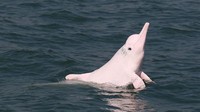 Foto: Bahkan, pemerintah Hong Kong juga bakal membuat landasan pesawat baru di dekat Bandara Internasional Hong Kong di Pulau Lantau. Pulau yang menjadi habitat utama lumba-lumba pink (Foto: Dok. BBC Travel)
