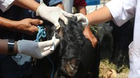 Memberi obat tetes mata untuk hewan kurban yang bermata merah (beleken).