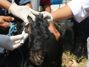 Daging Kurban Sebaiknya Dibungkus Pakai Daun Pisang, Bukan Kresek