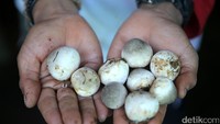 Mereka mampu menghasilkan 1 hingga 2 kuintal jamur perhari.