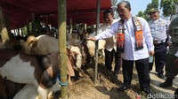Walikota Jakarta Pusat, Mangara Pardede ikut mengecek kesahatan hewan kurban.