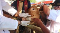 Ekpresi sapi ketika hendak dicek giginya.