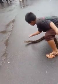 Ngeri! Aksi Nekat Bocah Tangkap Piton Pakai Tangan Kosong.