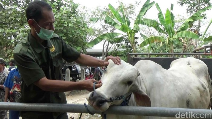 Jelang Idul Adha, Pemkab Purworejo Periksa Kesehatan Hewan Kurban