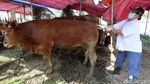 Senyum Kambing dan Sapi Kurban Saat Dicek Kesehatannya