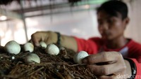Masa panen jamur ini adalah 14 hari.