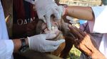 Senyum Kambing dan Sapi Kurban Saat Dicek Kesehatannya