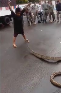 Ngeri! Aksi Nekat Bocah Tangkap Piton Pakai Tangan Kosong