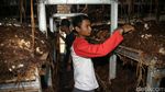 Foto: Keren! Kelompok Anak Muda Ini Sukses Budidaya Jamur Merang