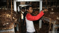 Mereka memasarkan jamur produksinya ke beberapa wilayah di Jawa Barat.