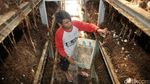 Foto: Keren! Kelompok Anak Muda Ini Sukses Budidaya Jamur Merang