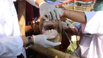 Senyum Kambing dan Sapi Kurban Saat Dicek Kesehatannya
