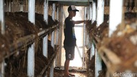 Kelompok usaha jamur merang saat ini memiliki 20 kumbung (tempat pengembangan jamur).