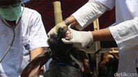Kambing tak lupa tersenyum saat dicek kesehatannya oleh petugas.