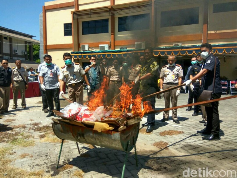 Benih Jagung Terinfeksi Bakteri Dimusnahkan Benih Jagung Terinfeksi Bakteri Dimusnahkan