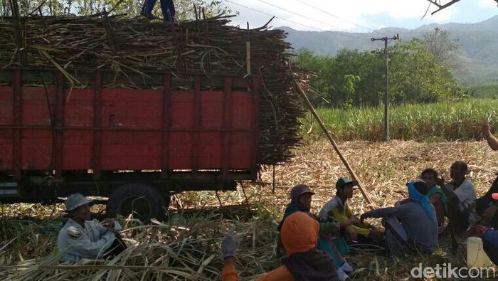 Petani tebu di Bondowoso