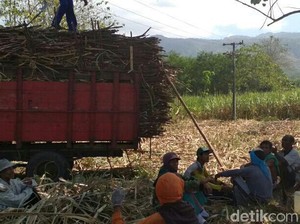 Di Bondowoso, Petani Tebu Tolak Demo Pabrik Gula
