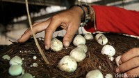 Seorang warga memanen jamur merang di Desa Sukamulya Kecamatan Cilamaya, Kabupaten Karawang, Jawa Barat, Rabu (23/8/2017).