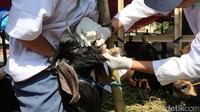 Gigi kambing dicek. Selain gigi, mata dan suhu tubuh menjadi salah satu yang dicek.
