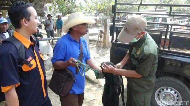 Pemeriksaan hewan kurban di Purworejo. 