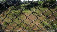 Lahan yang telah dibongkar kembali menghijau oleh rerumputan.