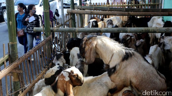 Cegah Penyakit, Pemprov DKI Gelar Pemeriksaan Gratis Hewan Kurban