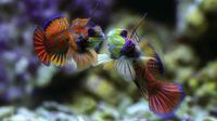 Mandarin fish (Foto: Menjangan)