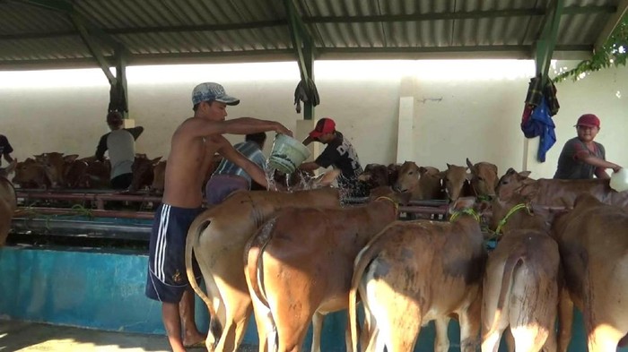 pengiriman sapi dari madura meningkat jelang idul adha