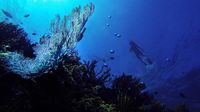 Salah satu spot diving di Pulau Menjangan (Foto: Menjangan)