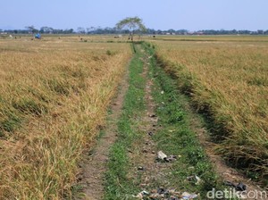 56.334 Ha Lahan Pertanian Kekeringan Januari-Agustus 2017