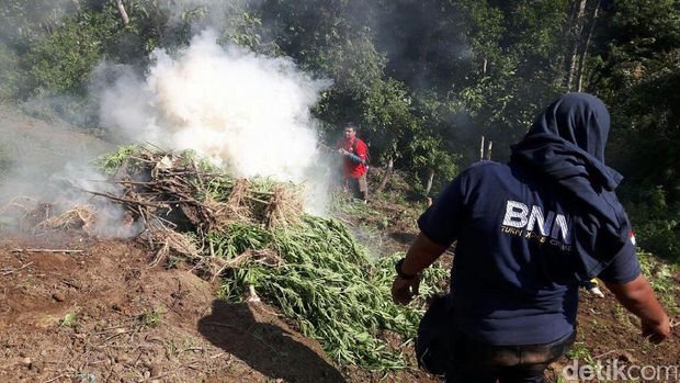 Ladang ganja seluar 4 hektare di Mandailing Natal, Sumut.