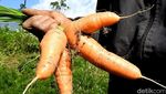 Penampakan Kebun Wortel Gemuk Ilegal Asal China
