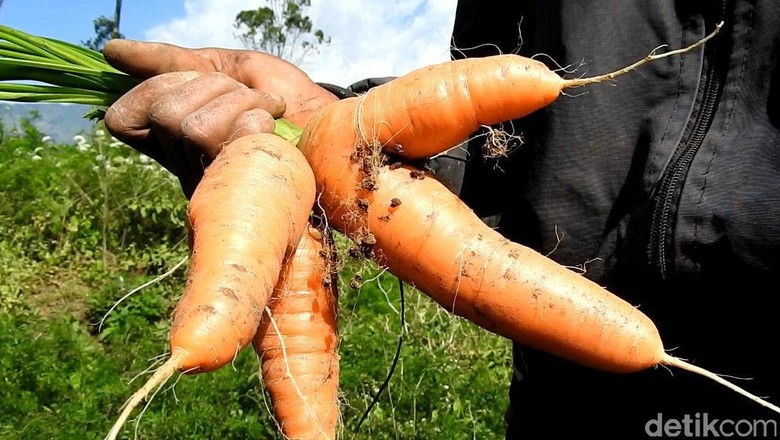 Begini Cerita Petani yang Tanam Wortel dari Bibit Ilegal Asal China Begini Cerita Petani yang Tanam Wortel dari Bibit Ilegal Asal China