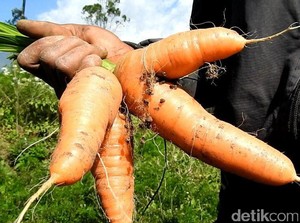 4 Petani Diperiksa Polisi Terkait Bibit Wortel Ilegal Asal China