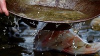 Cara mencari emas yang paling sederhana, yakni dengan mendulangnya menggunakan sebuah wadah. Umumnya cara ini dilakukan di aliran sungai Bonanza Creek (Ryan MacDonald/BBC Travel)
